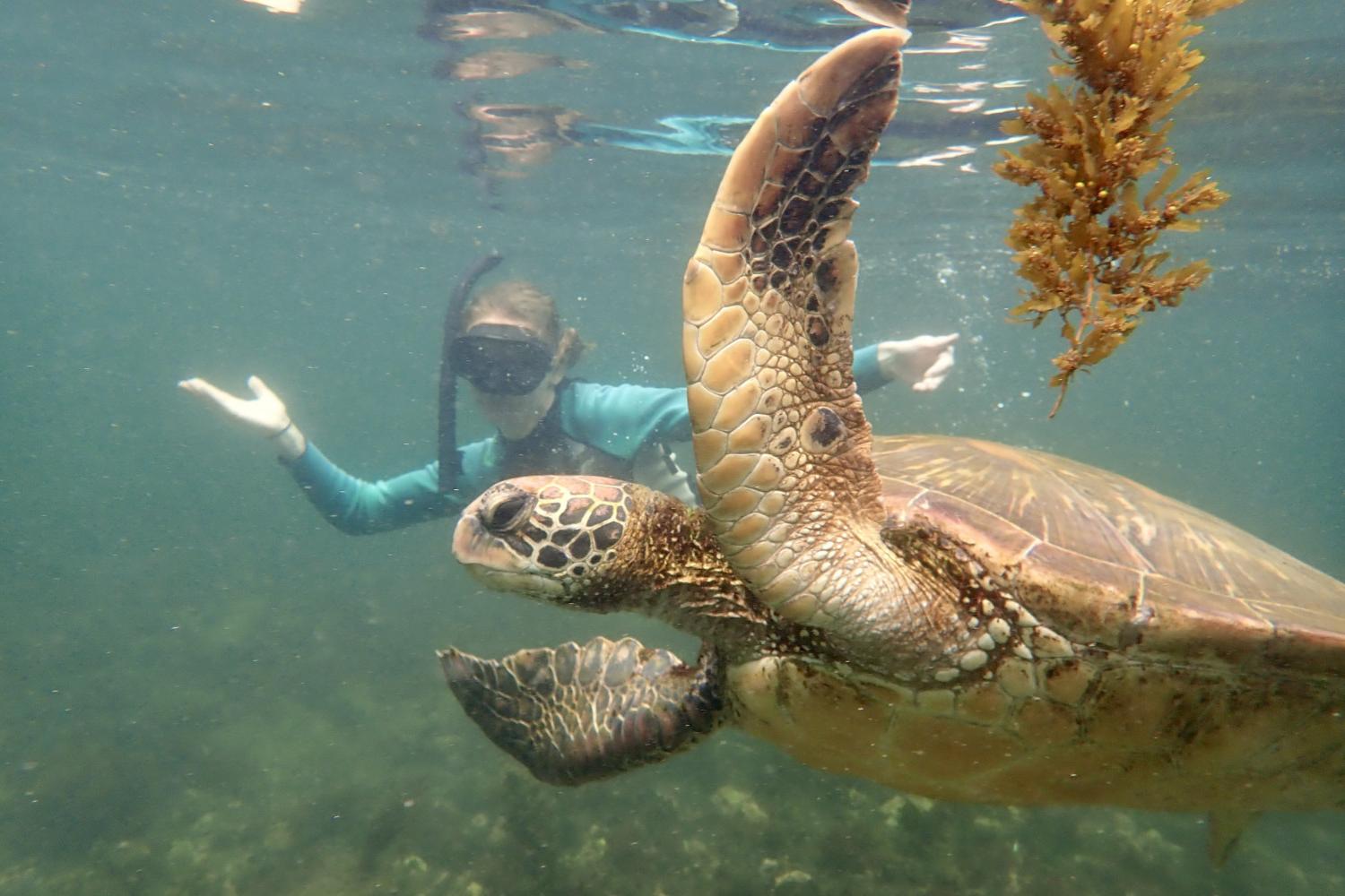 一名<a href='http://www.myalgarvewedding.com'>博彩网址大全</a>学生在Galápagos群岛游学途中与一只巨龟游泳.